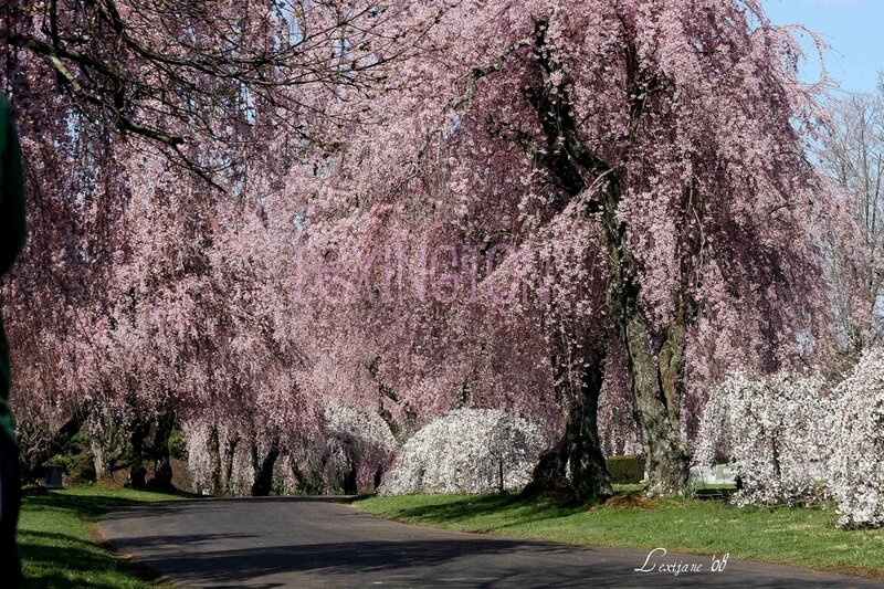 Cherry Blossom Trees — Pink, Serene, Spring, Photograph, Road, Grass