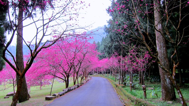 Cherry Blossom Trees — Pink, Serene, Spring, Photograph, Road, Mountain