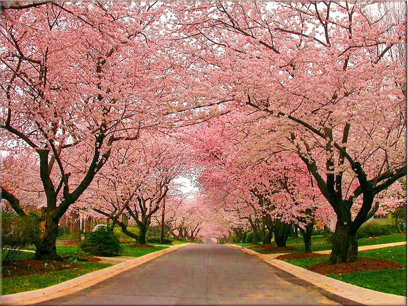 Cherry Blossom Trees — Pink, Serene, Spring, Photograph, Road
