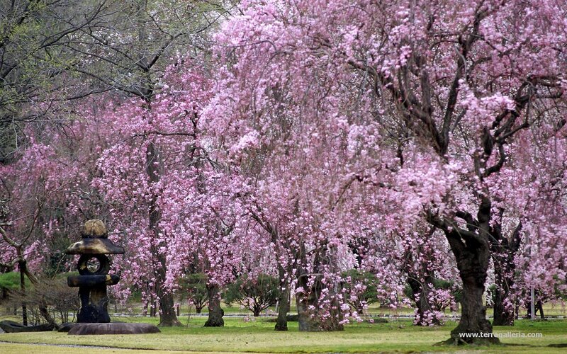 Cherry Blossom Trees — Pink, Serene, Spring, Photograph, Stone Lantern, Grass