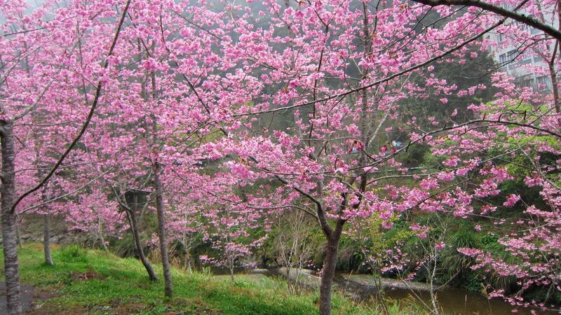 Cherry Blossom Trees — Pink, Serene, Spring, Photograph, Stream, Building