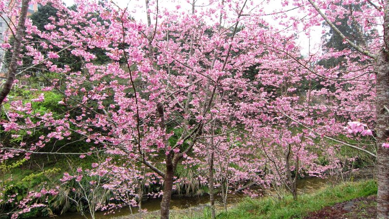 Cherry Blossom Trees — Pink, Serene, Spring, Photograph, Stream