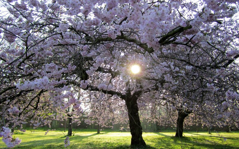Cherry Blossom Trees — Pink, Serene, Spring, Photograph, Sun