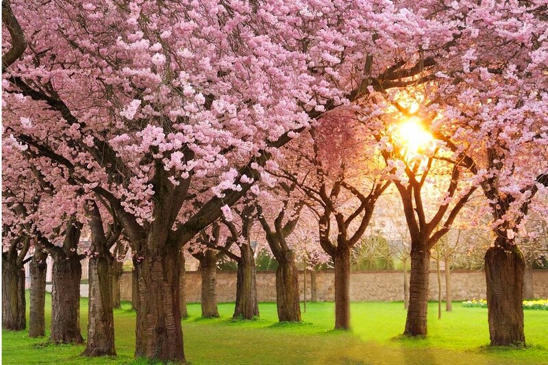 Cherry Blossom Trees — Pink, Serene, Spring, Photograph, Sunlight, Grass