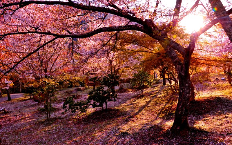 Cherry Blossom Trees — Pink, Serene, Spring, Photograph, Sunlight