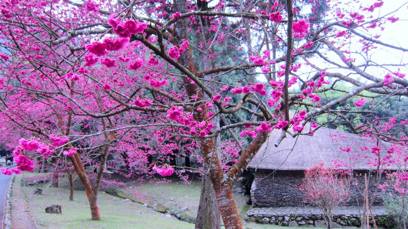 Cherry Blossom Trees — Pink, Serene, Spring, Photograph, Thatched Hut