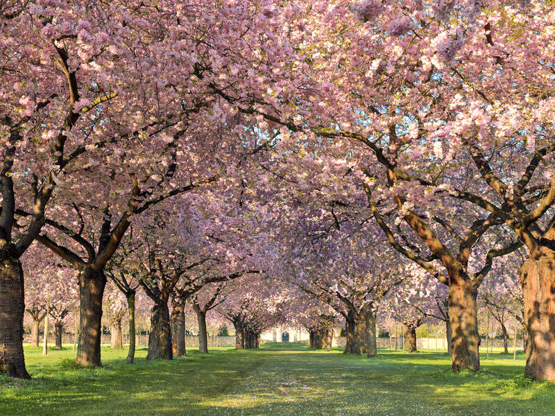 Cherry Blossom Trees — Pink, Serene, Spring, Photograph