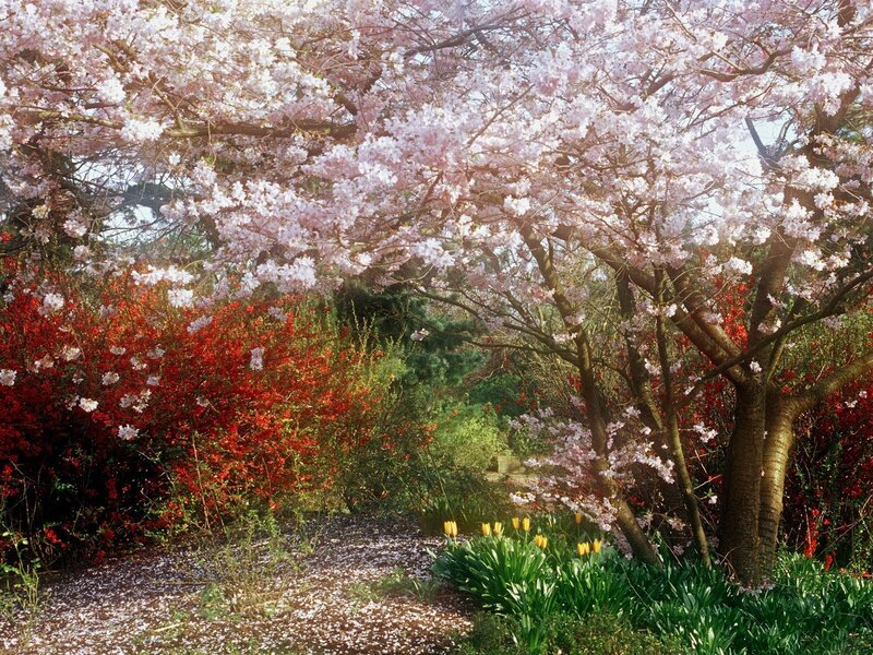 Cherry Blossom Trees — Pink, Serene, Spring, Photograph, Tulips, Bushes, Path, Green