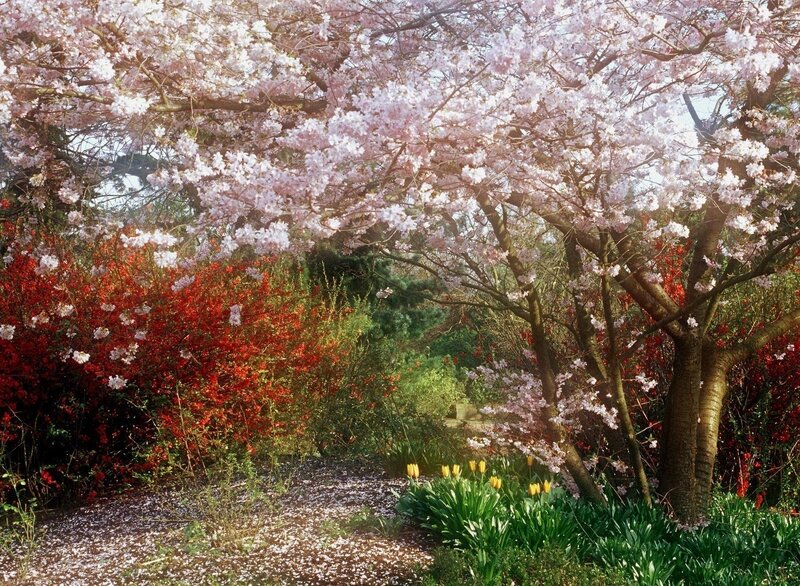 Cherry Blossom Trees — Pink, Serene, Spring, Photograph, Tulips