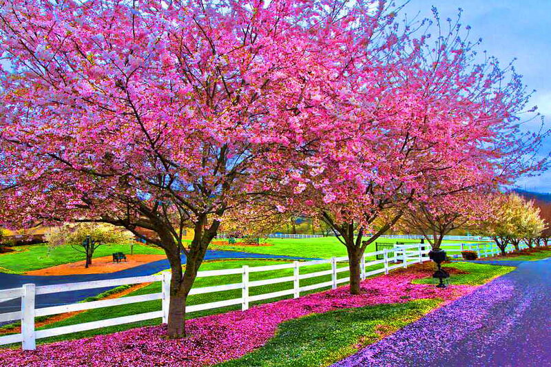 Cherry Blossom Trees — Pink, Serene, Spring, Photograph, White Fence