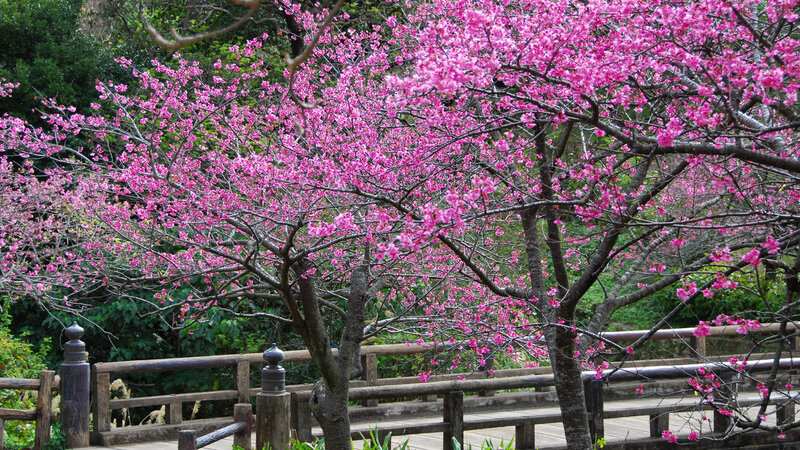 Cherry Blossom Trees — Pink, Serene, Spring, Photograph, Wooden Bridge