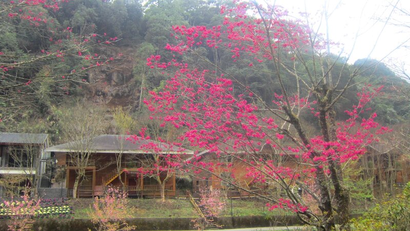 Cherry Blossom Trees — Pink, Serene, Spring, Photograph, Wooden Buildings