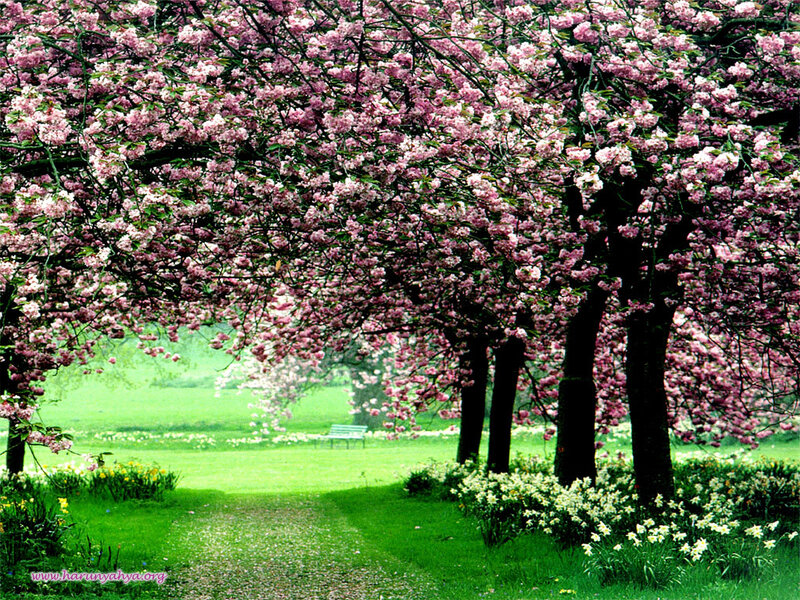 Cherry Blossom Trees — Pink, Serene, Spring