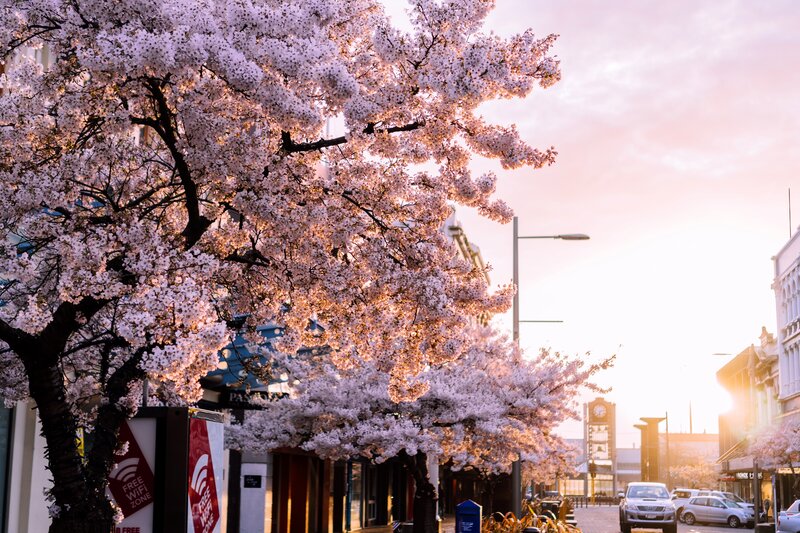 Cherry Blossom Trees — Pink, Serene, Sunset, Photograph, Cars