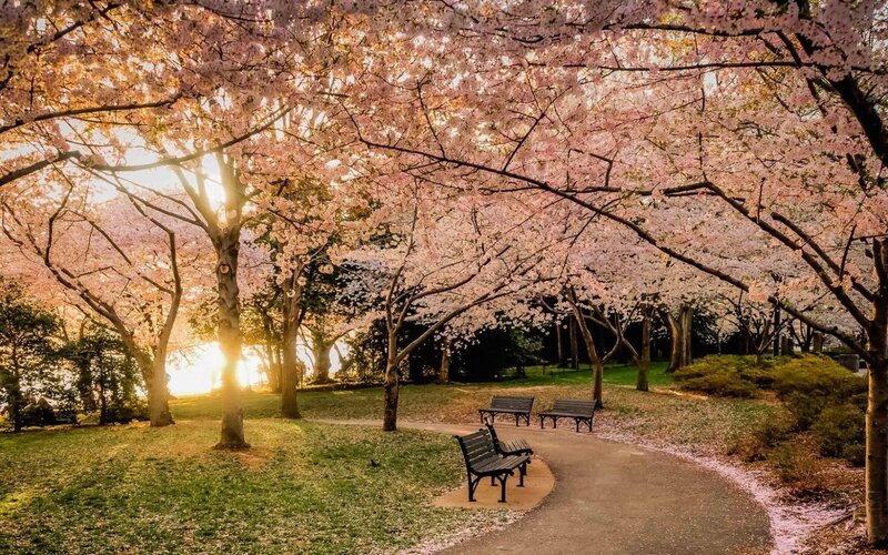 Cherry Blossom Trees — Pink, Serene, Sunset, Photograph