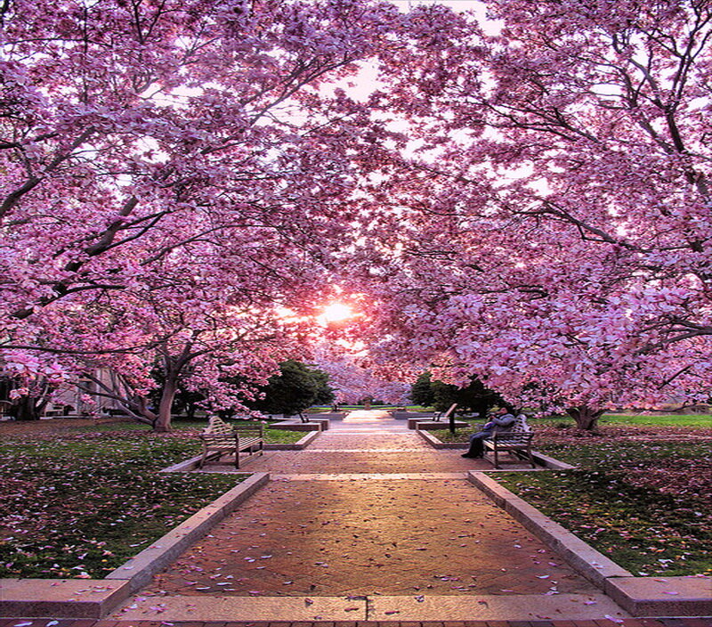 Cherry Blossom Trees — Pink, Serene, Sunset