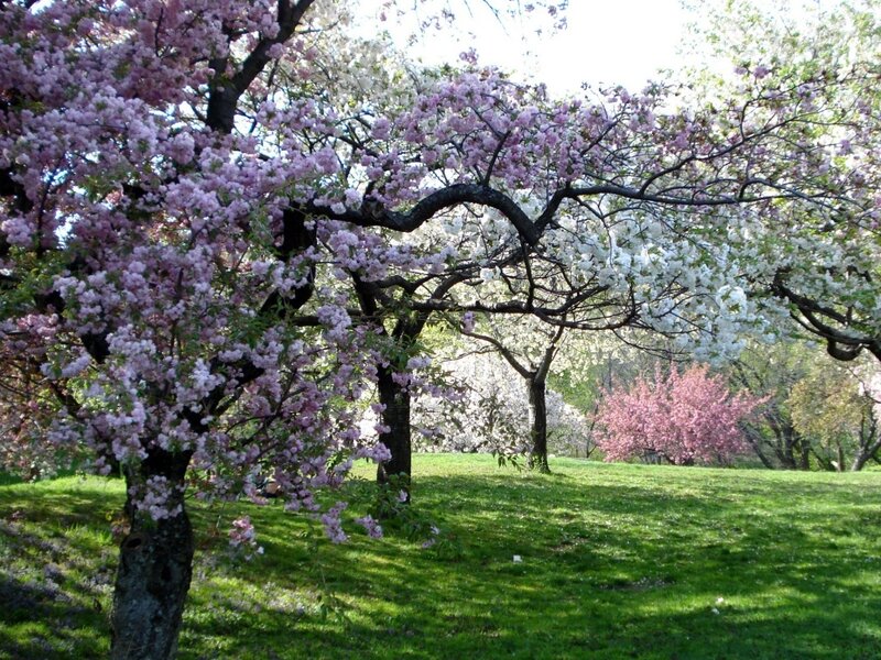Cherry Blossom Trees — Pink, Serene