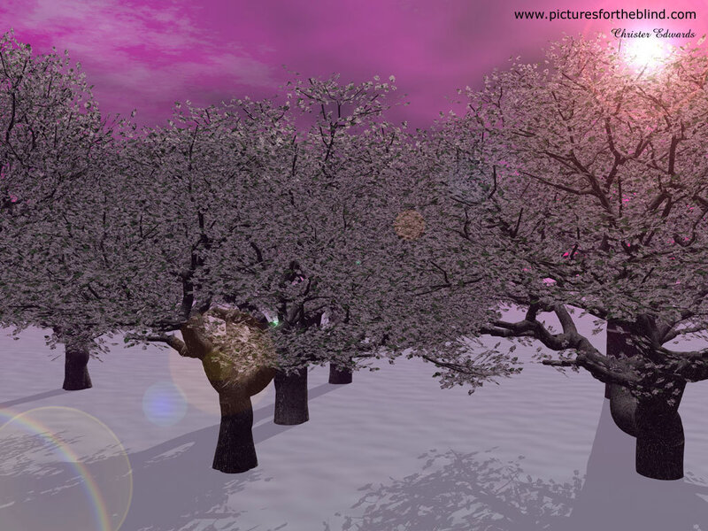 Cherry Blossom Trees — Pink