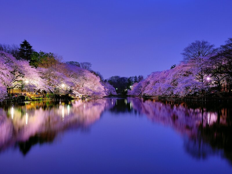 Cherry Blossom Trees — Purple, Serene, Night, Photograph