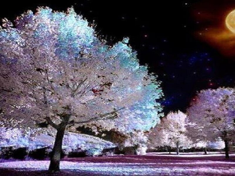 Cherry Blossom Trees — Purple, Serene, Night