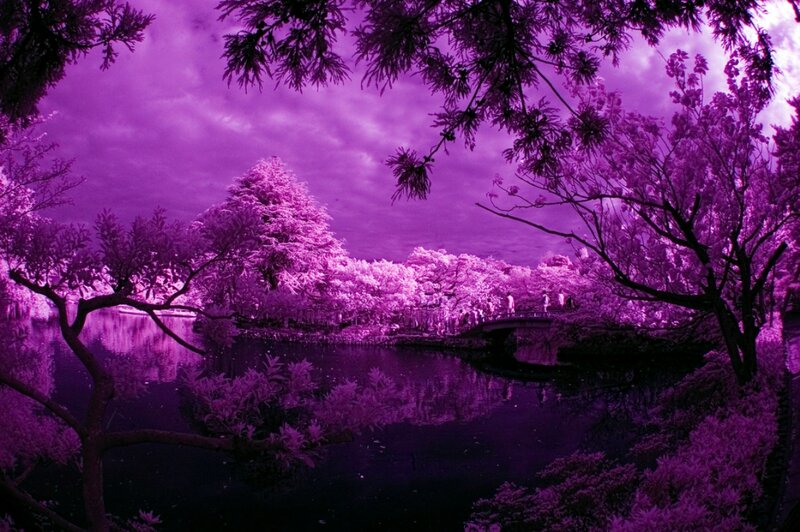 Cherry Blossom Trees — Purple, Serene, Photograph