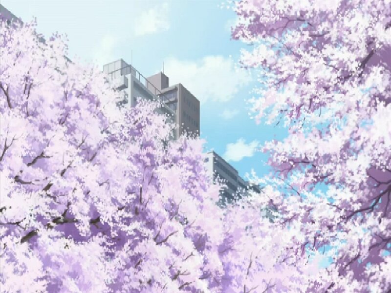 Cherry Blossom Trees — Purple, Serene, Spring, Anime