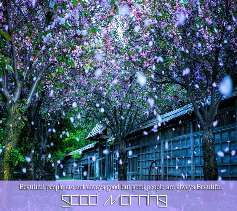 Cherry Blossom Trees — Purple, Serene, Spring, Photograph, Building