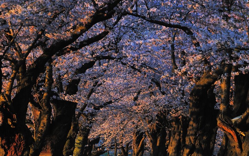 Cherry Blossom Trees — Purple, Serene, Spring, Photograph, Flowers, Branches