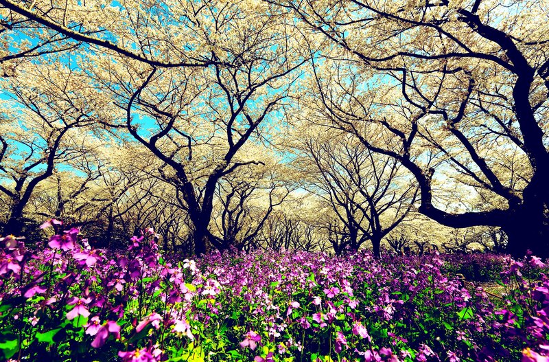 Cherry Blossom Trees — Purple, Serene, Spring, Photograph, Flowers