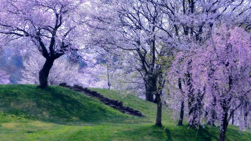 Cherry Blossom Trees — Purple, Serene, Spring, Photograph, Grass