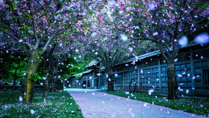 Cherry Blossom Trees — Purple, Serene, Spring, Photograph, Path, Building, Flowers