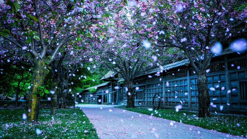 Cherry Blossom Trees — Purple, Serene, Spring, Photograph, Path, Building