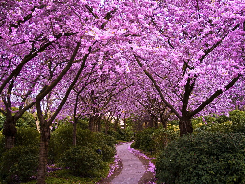 Cherry Blossom Trees — Purple, Serene, Spring, Photograph, Path, Bushes