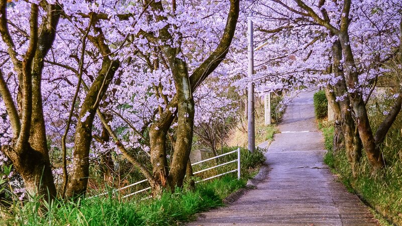 Cherry Blossom Trees — Purple, Serene, Spring, Photograph, Path, Fence
