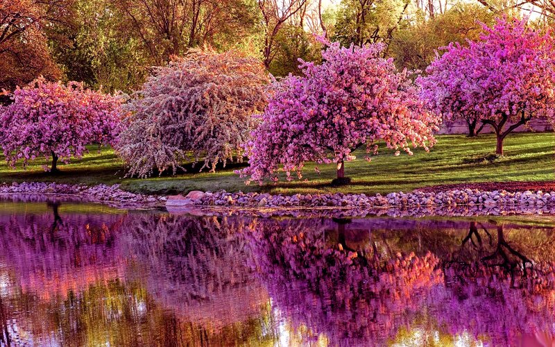 Cherry Blossom Trees — Purple, Serene, Spring, Photograph, Pond