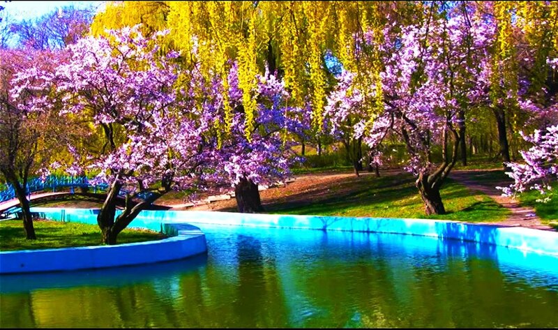 Cherry Blossom Trees — Purple, Serene, Spring, Photograph, Pond, Willow Tree