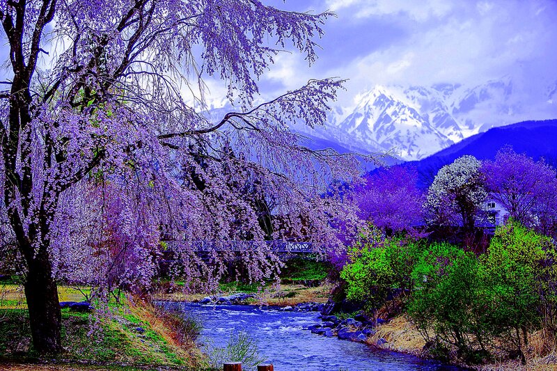 Cherry Blossom Trees — Purple, Serene, Spring, Photograph, River