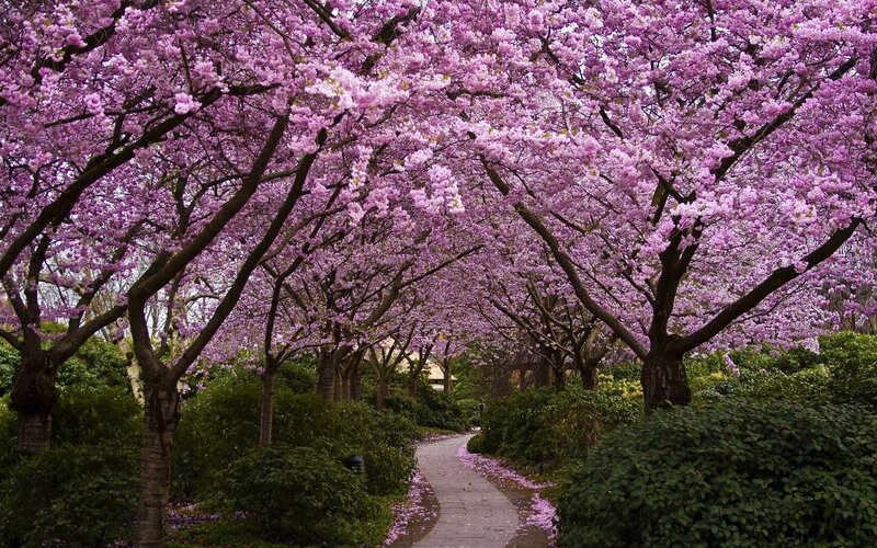 Cherry Blossom Trees — Purple, Serene, Spring, Photograph