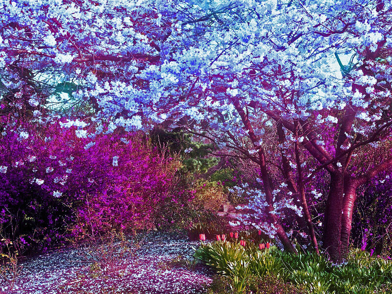 Cherry Blossom Trees — Purple, Serene, Spring