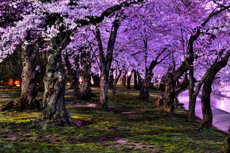 Cherry Blossom Trees — Purple, Serene