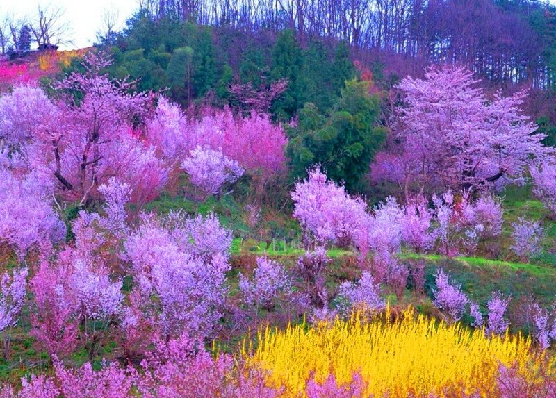 Cherry Blossom Trees — Purple