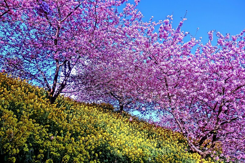 Cherry Blossom Trees — Purple, Vibrant
