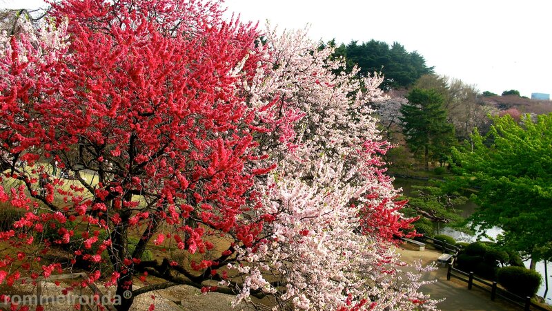 Cherry Blossom Trees — Red, Serene