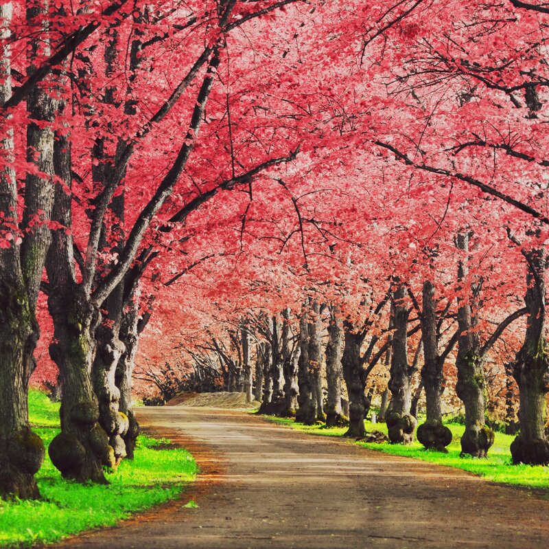 Cherry Blossom Trees — Red