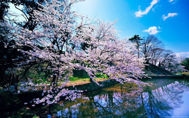 Cherry Blossom Trees — Sky