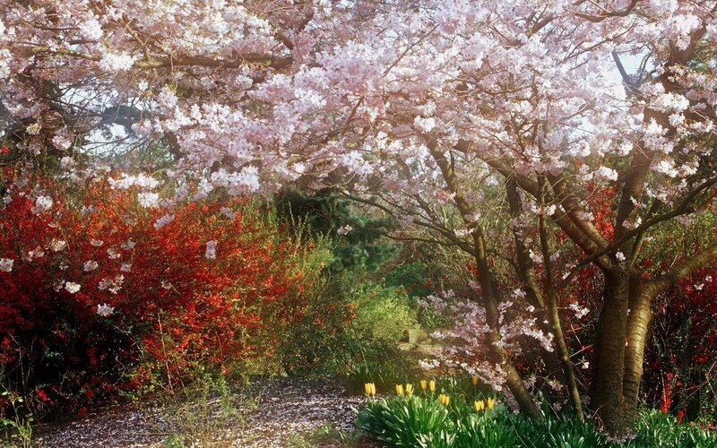 Cherry Blossom Trees
