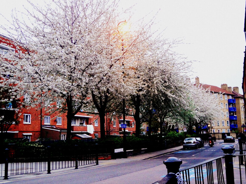 Cherry Blossom Trees — White, Calm