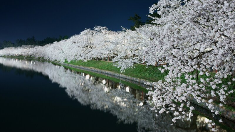 Cherry Blossom Trees — White, Serene, Night
