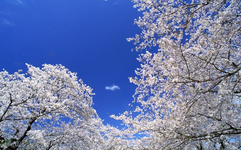 Cherry Blossom Trees — White, Serene, Spring, Photograph, Blue Sky