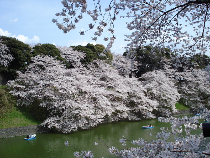 Cherry Blossom Trees — White, Serene, Spring, Photograph, Boats